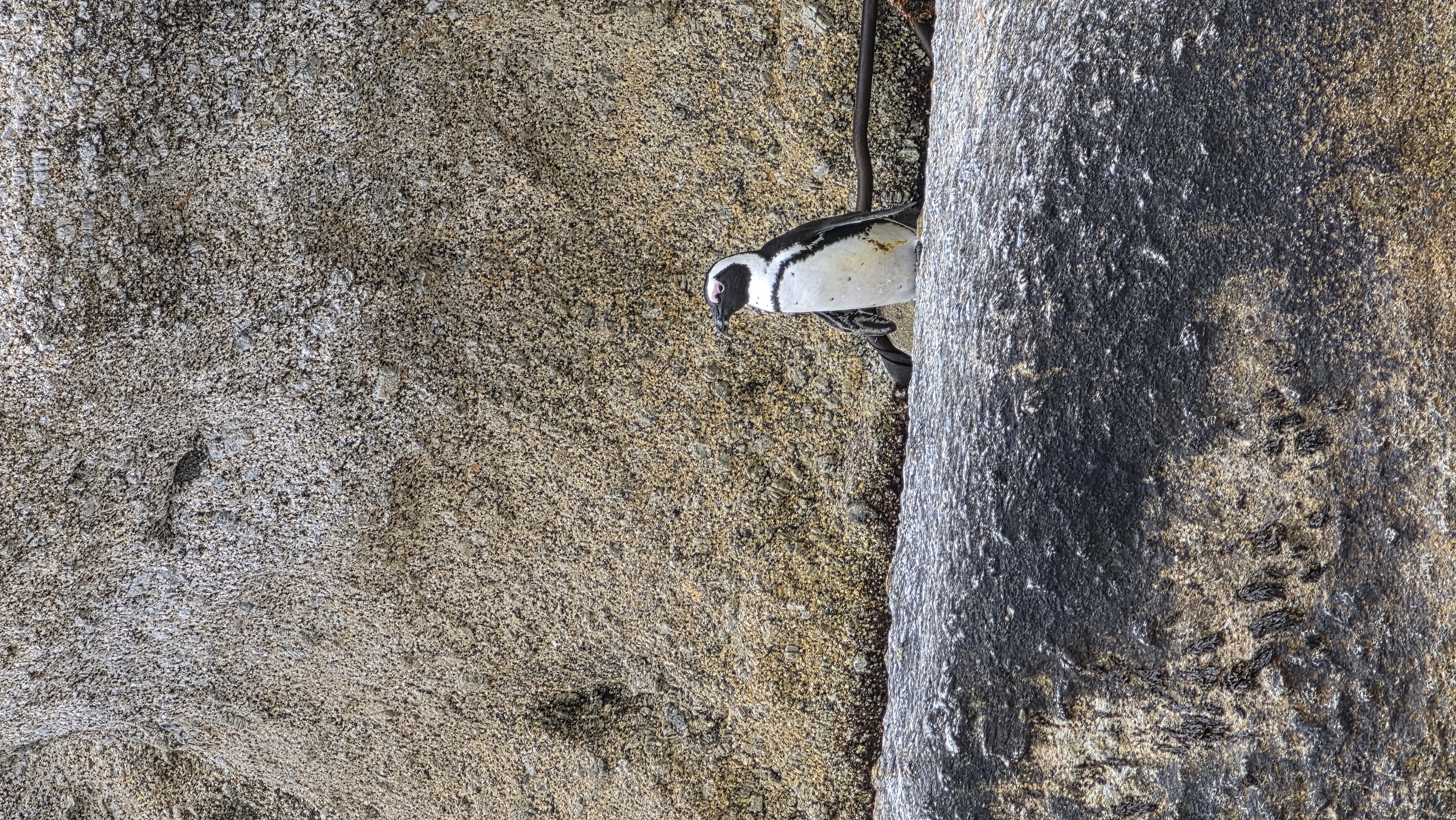 African penguin at Boulders Beach, Simon's Town