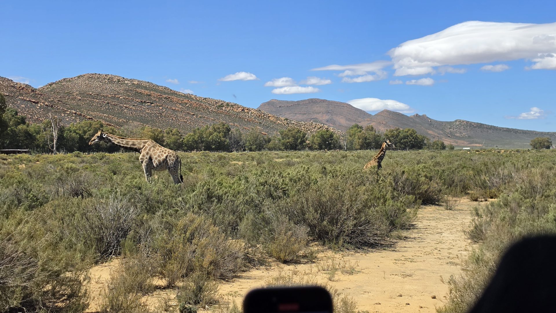 Giraffes in the Karoo bush at Aquila Private Game Reserve near Cape Town