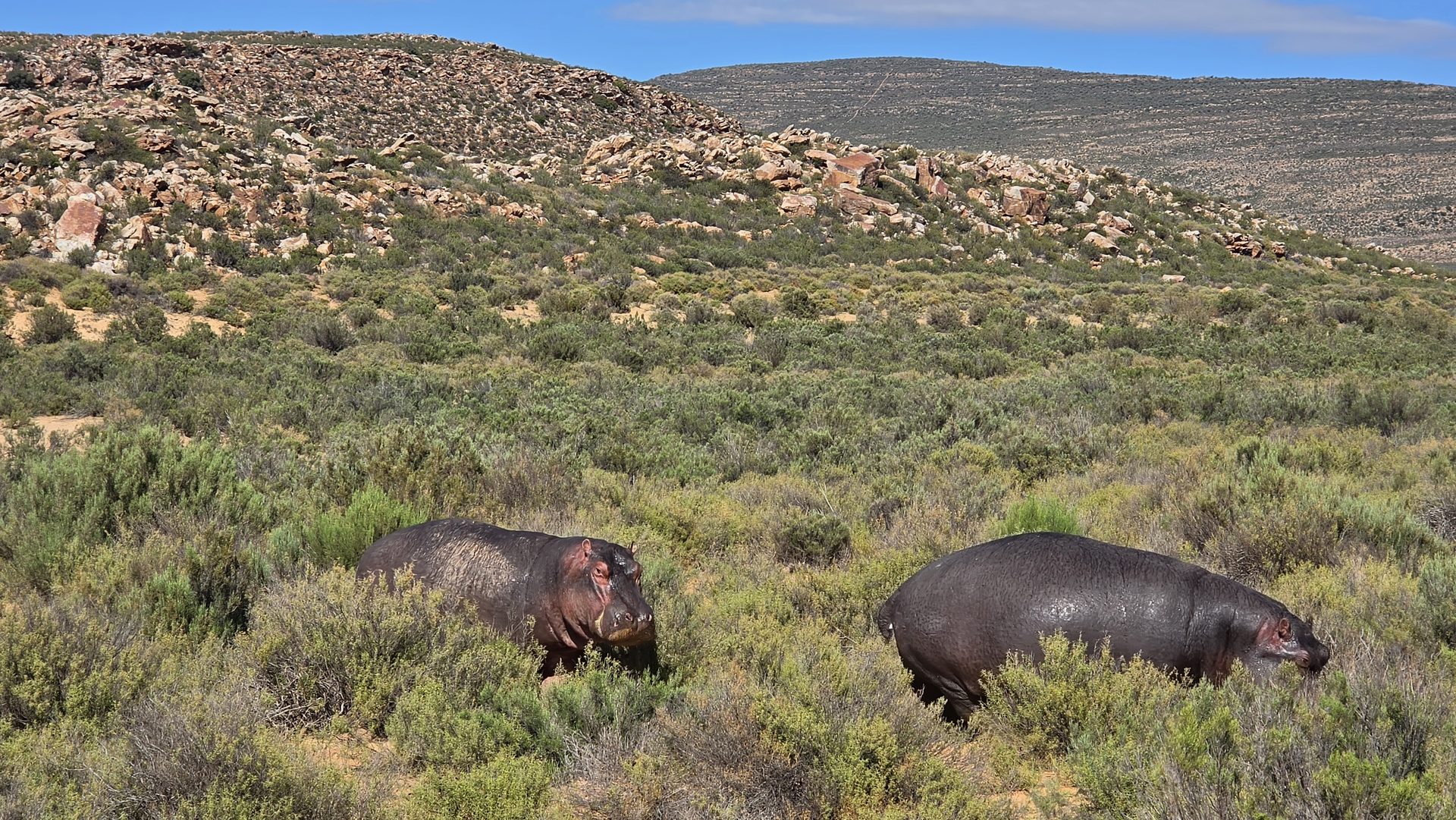 Two hippos grazing in the bush at Aquila