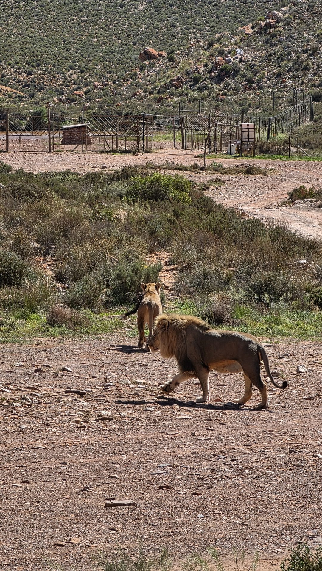 Lion walking through the Karoo at Aquila Private Game Reserve