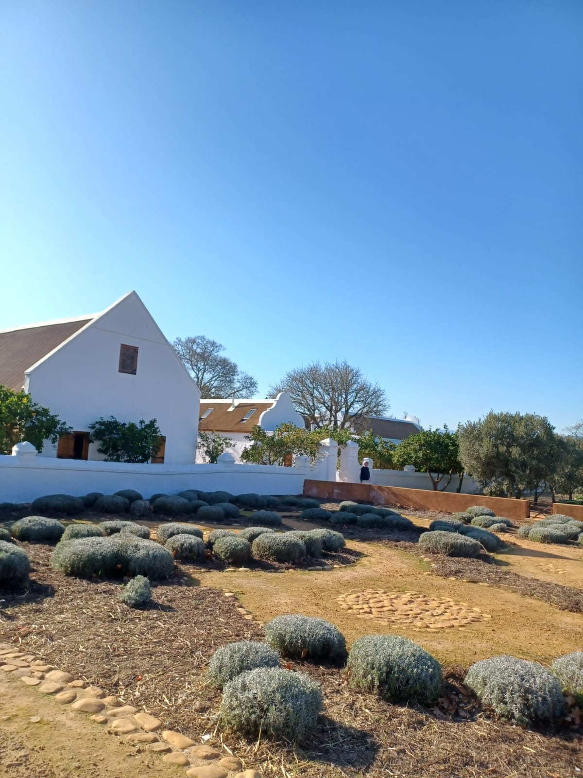 Whitewashed Cape Dutch buildings and lavender beds at Babylonstoren