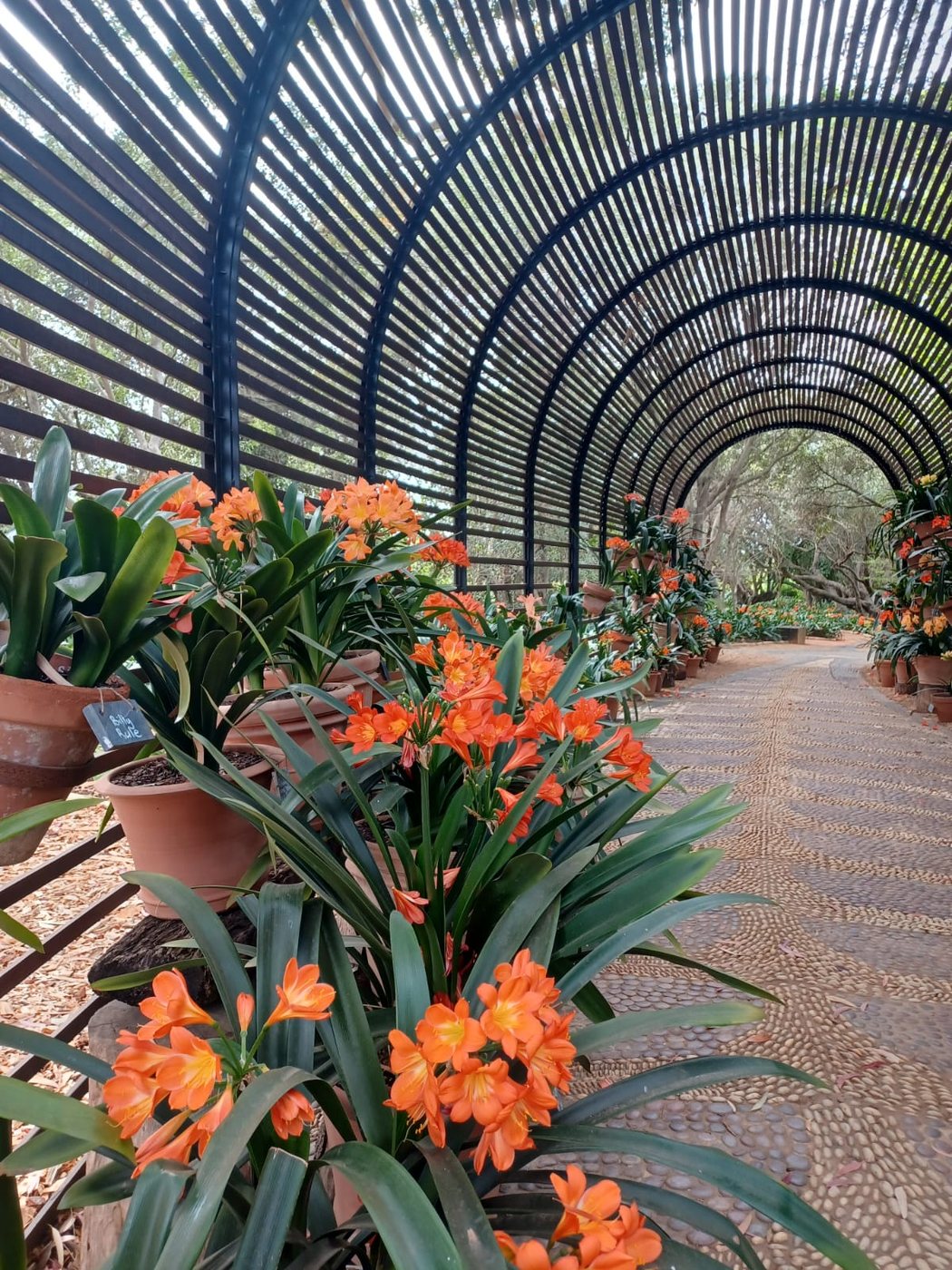 Tunnel walkway lined with orange clivia flowers at Babylonstoren