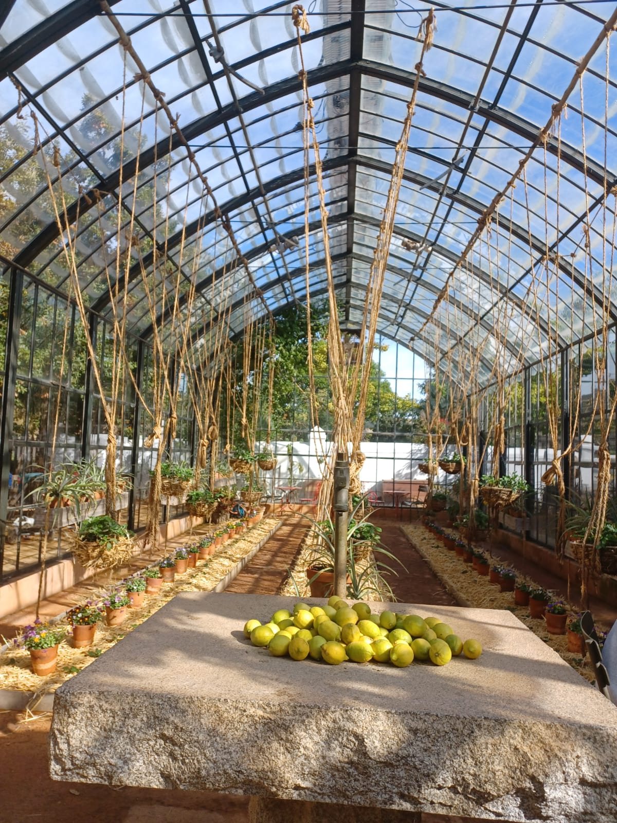 Interior of a glasshouse with citrus and a stone table at Babylonstoren