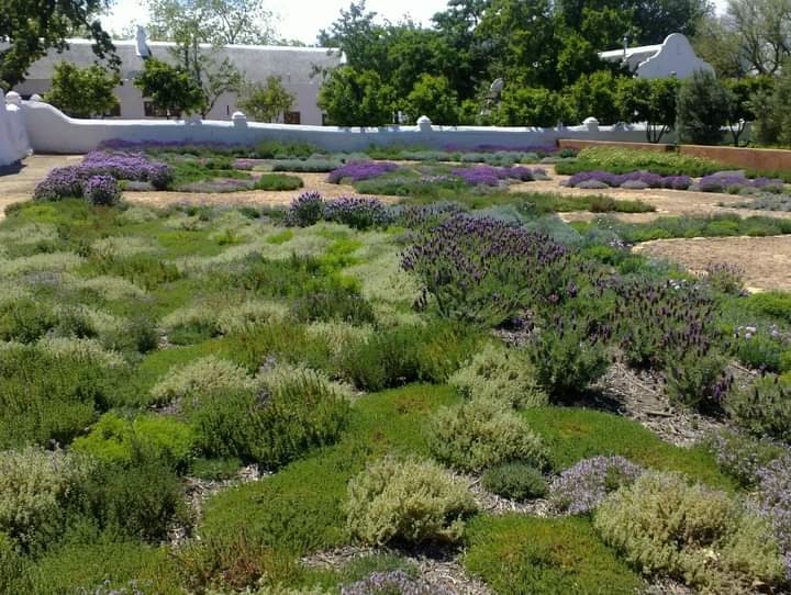 Lavender and herb beds in the Babylonstoren garden