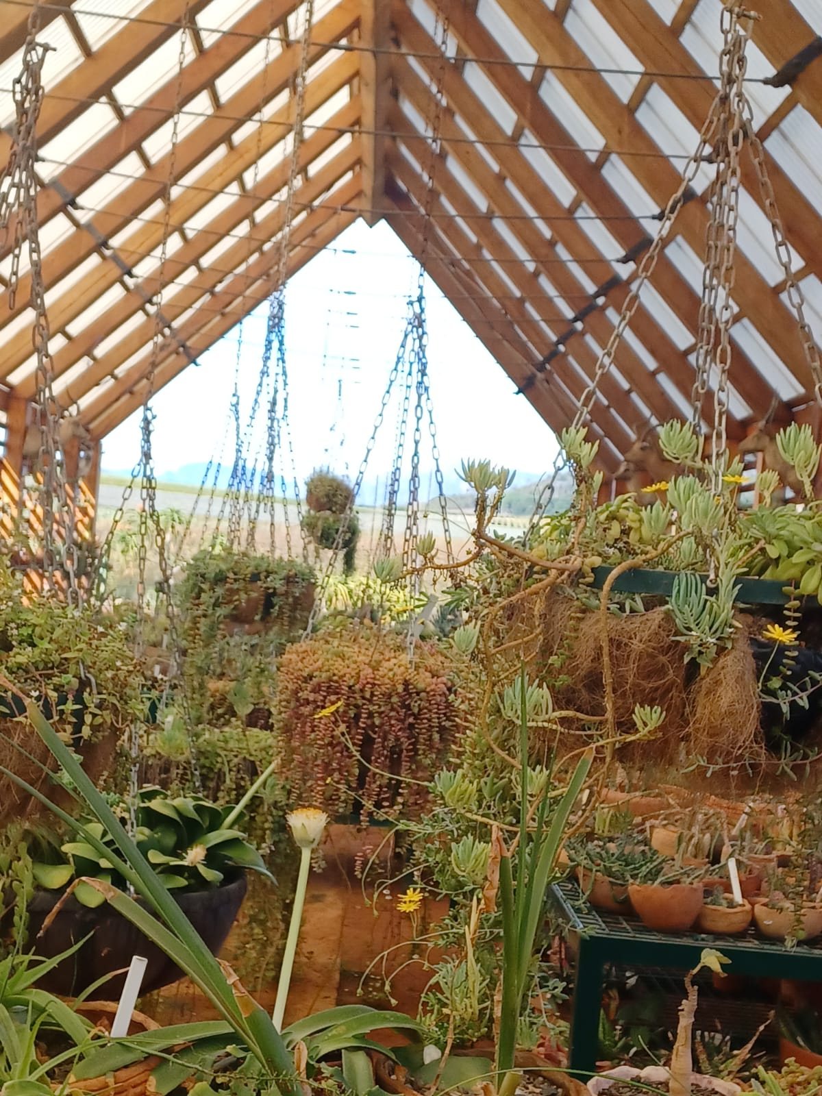 Succulent conservatory under a timber-and-glass roof at Babylonstoren