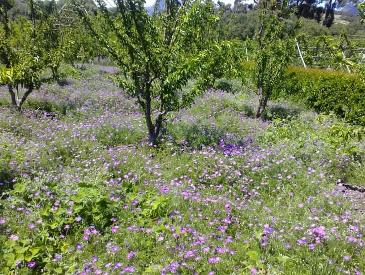 Wildflower meadow in bloom at Babylonstoren