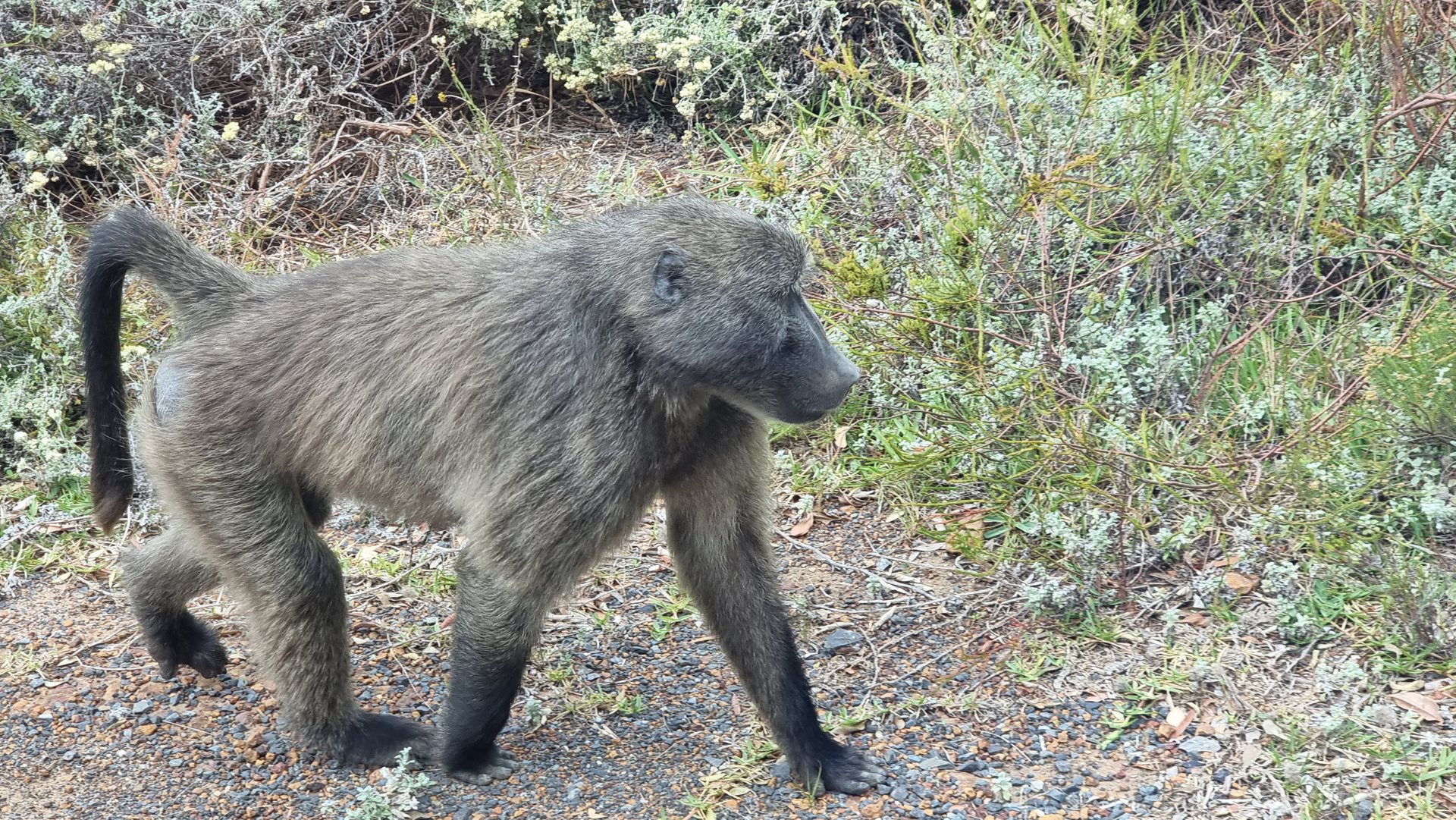 A wild chacma baboon walking through fynbos on the Cape Peninsula