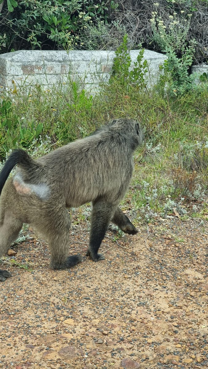 A chacma baboon walking along a Cape Peninsula path