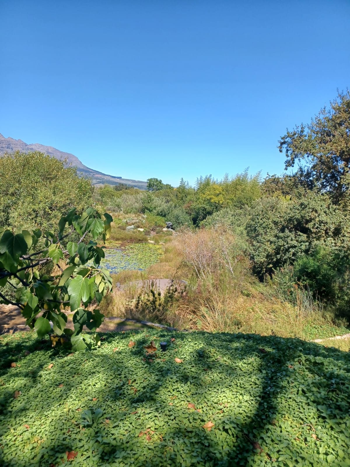 Landscaped indigenous garden and valley view at the Dylan Lewis Sculpture Garden