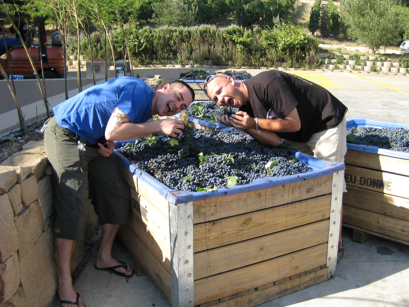 Two visitors leaning into a crate of freshly picked wine grapes at Dieu Donné, Franschhoek