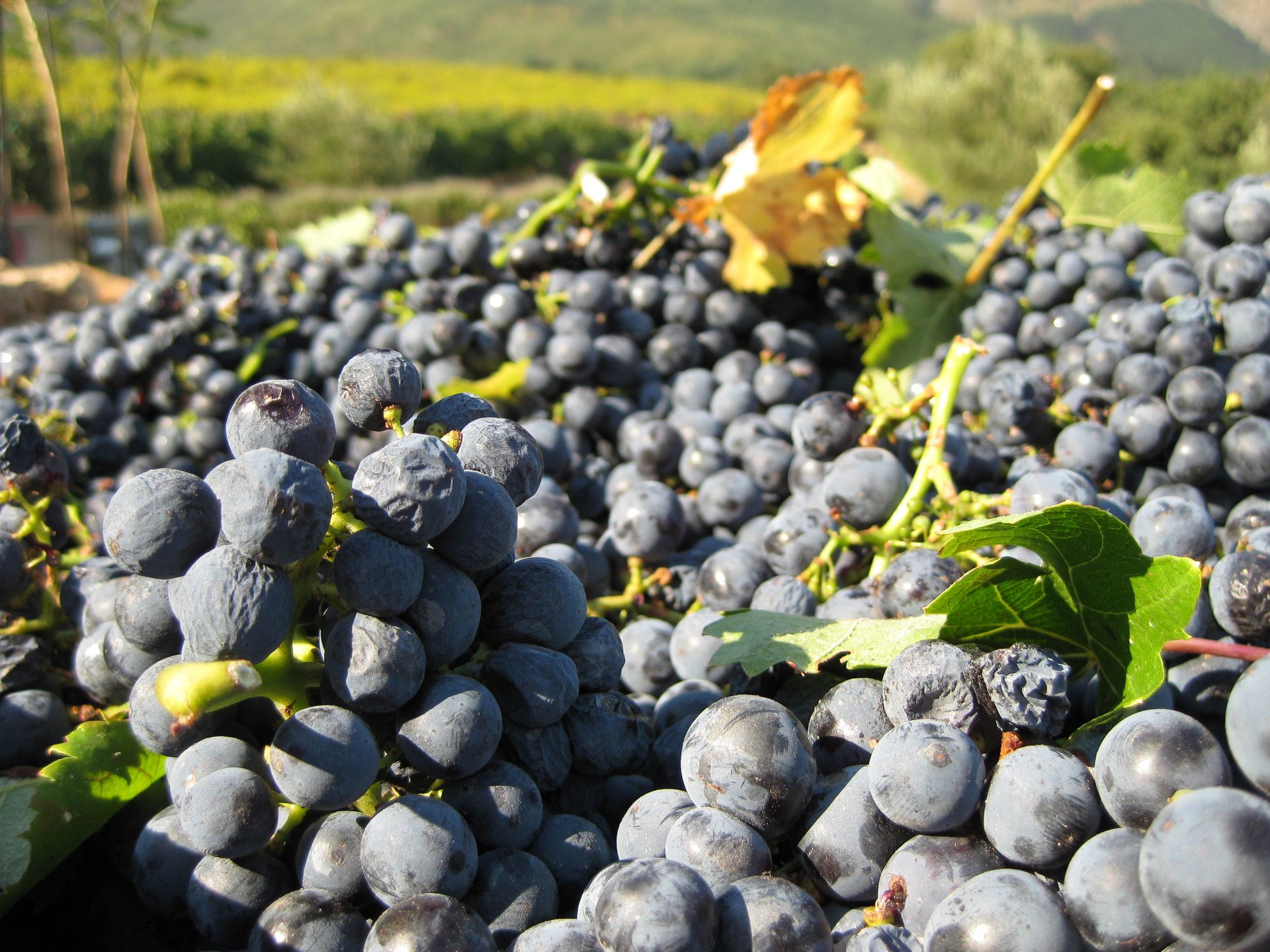 Freshly harvested red wine grapes in the Cape Winelands