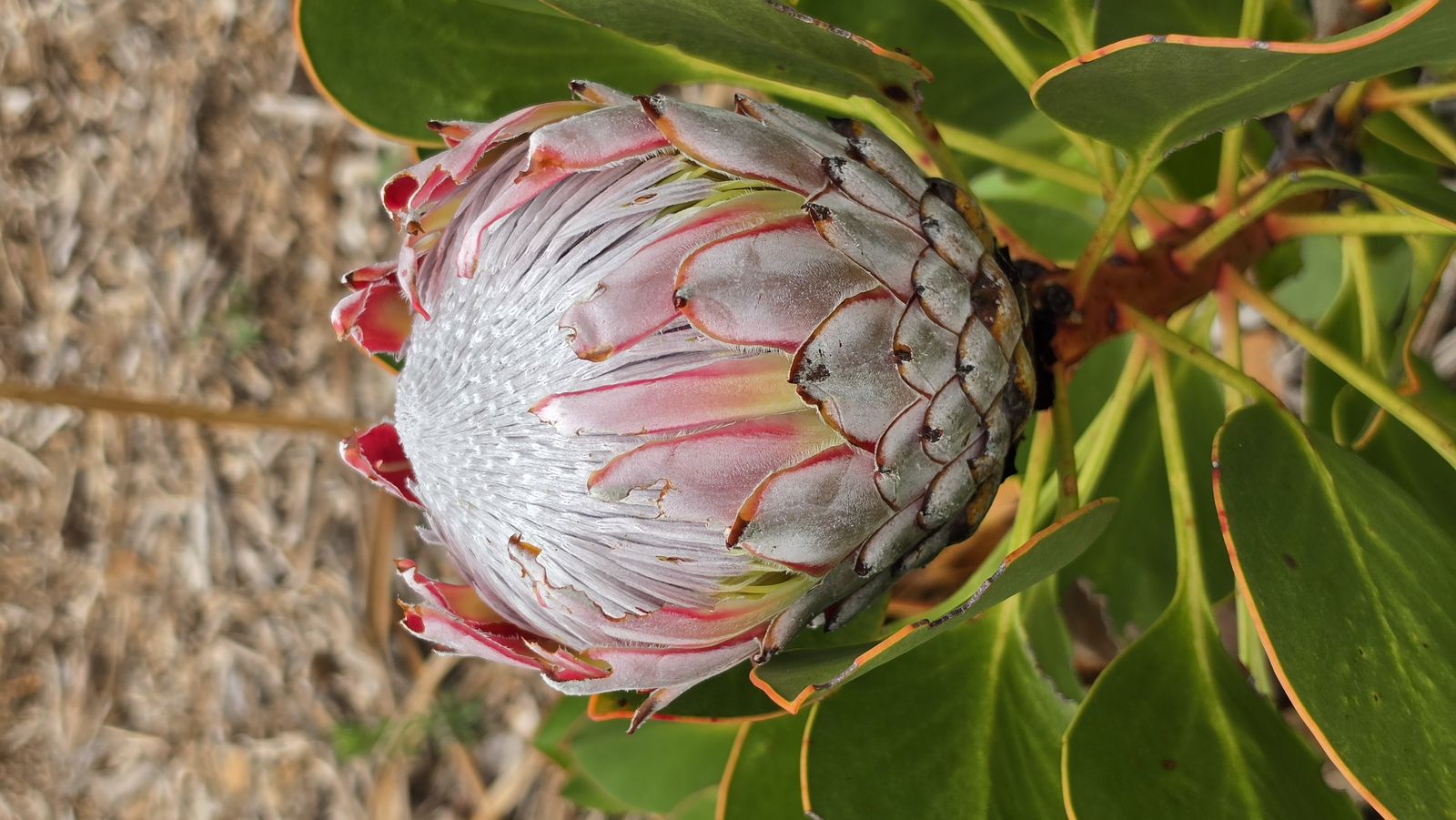 King protea flower, South Africa's national flower, at Kirstenbosch