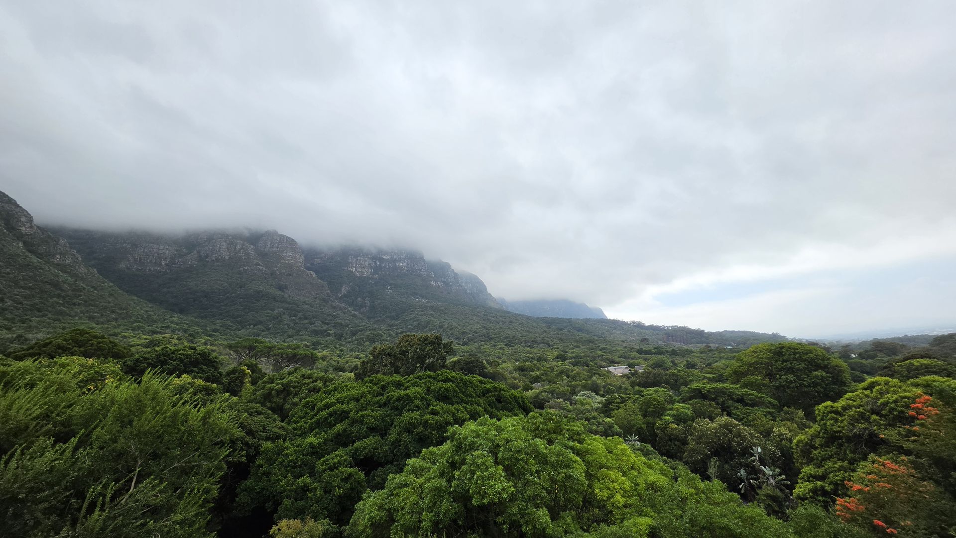 View over the Kirstenbosch tree canopy towards Table Mountain wrapped in cloud
