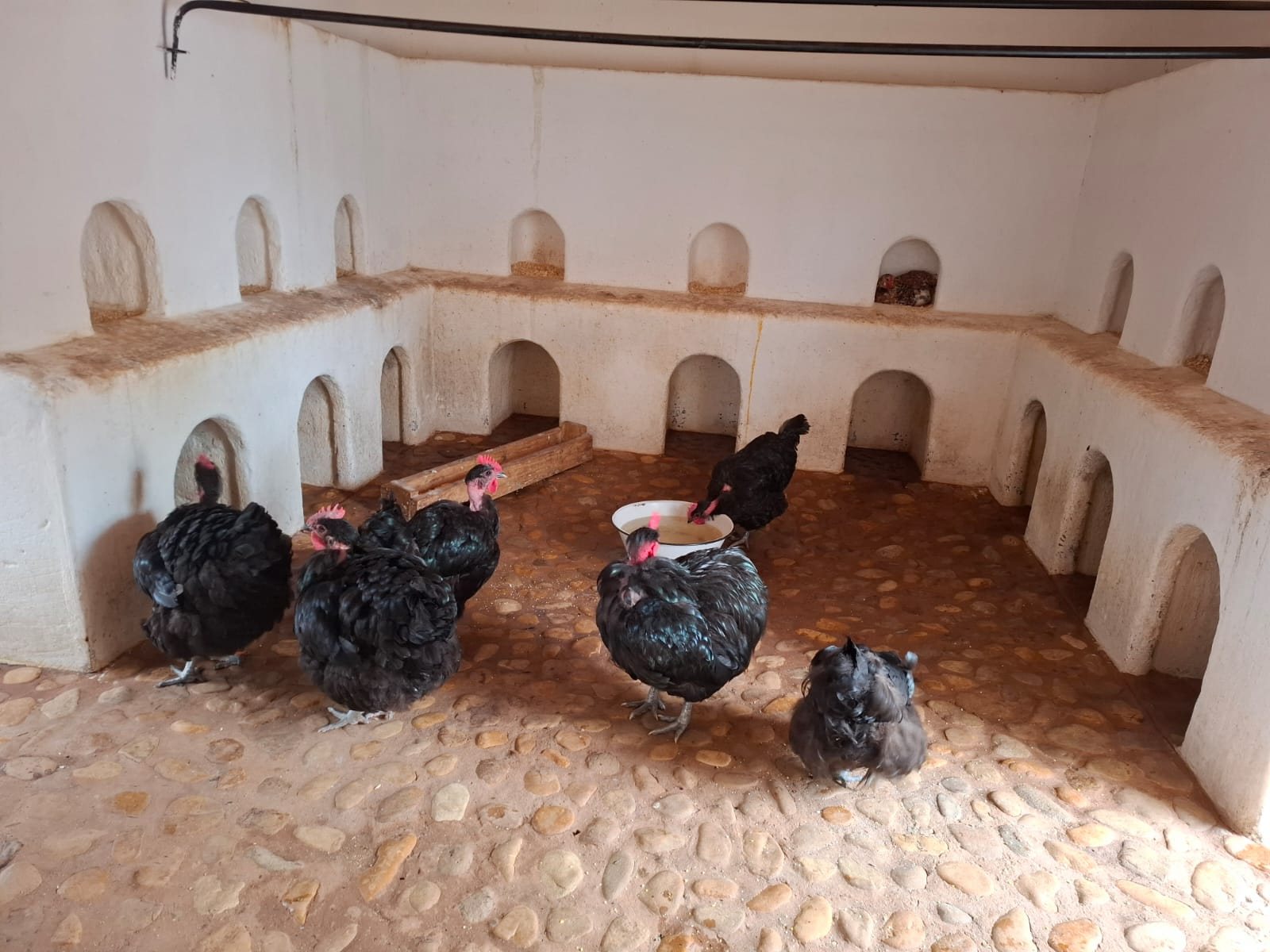Chickens in a traditional coop at Soetmelksvlei
