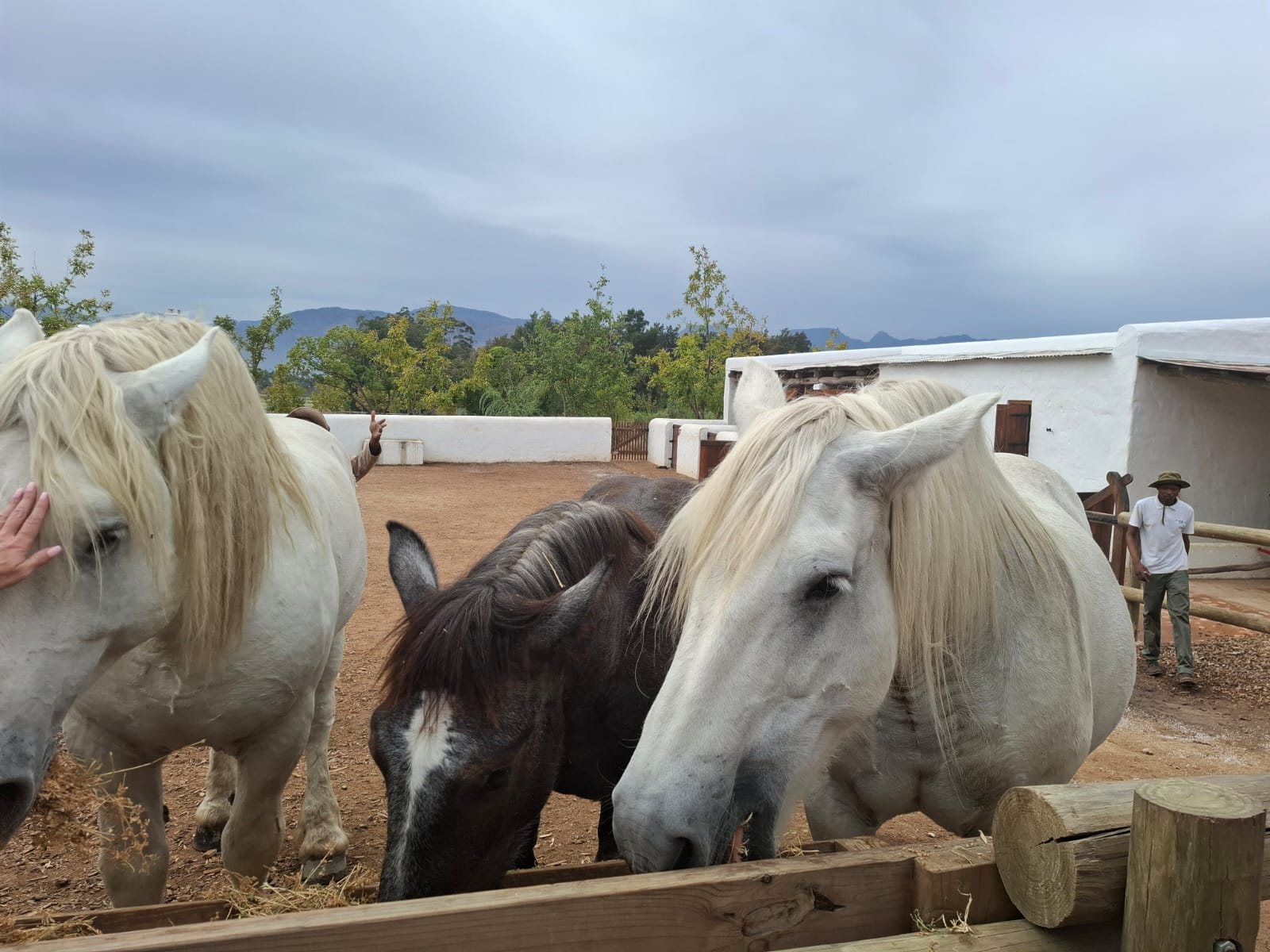 Heritage ponies at a fence at Soetmelksvlei