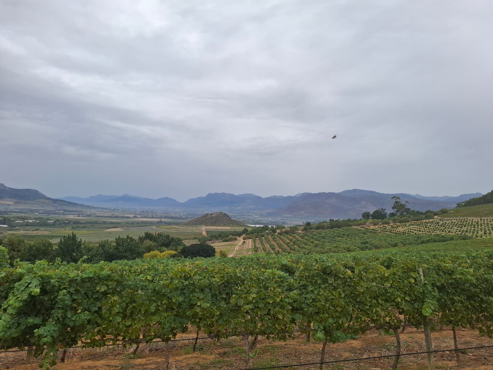 Vineyards and mountains around Soetmelksvlei at Babylonstoren