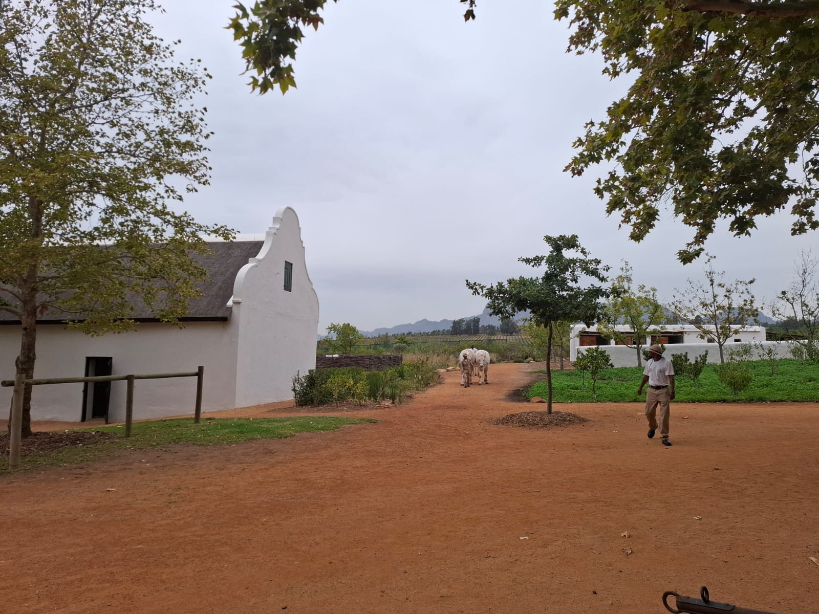 A thatched, whitewashed Cape Dutch farmhouse on the red-earth yard at Soetmelksvlei