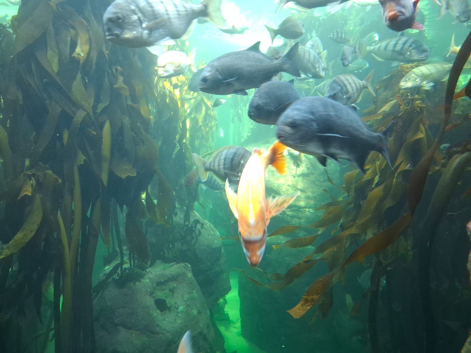 The kelp forest exhibit at the Two Oceans Aquarium, with tall kelp and fish