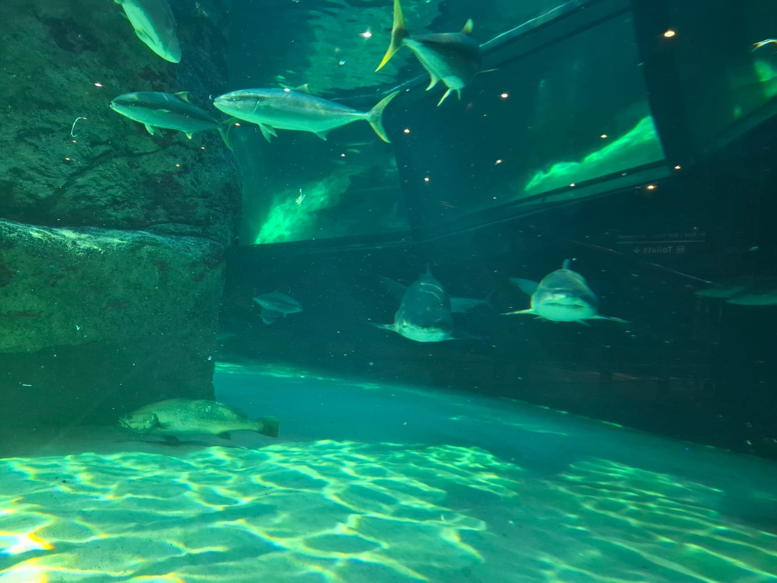 The large ocean exhibit at the Two Oceans Aquarium with sharks and fish in shafts of light