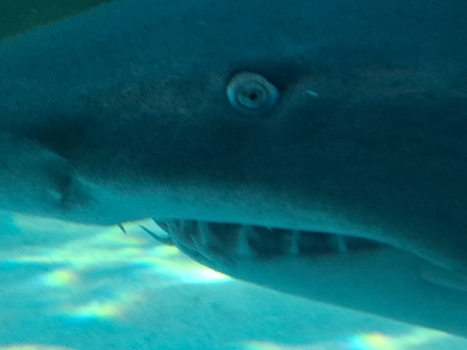Close-up of a ragged-tooth shark at the Two Oceans Aquarium