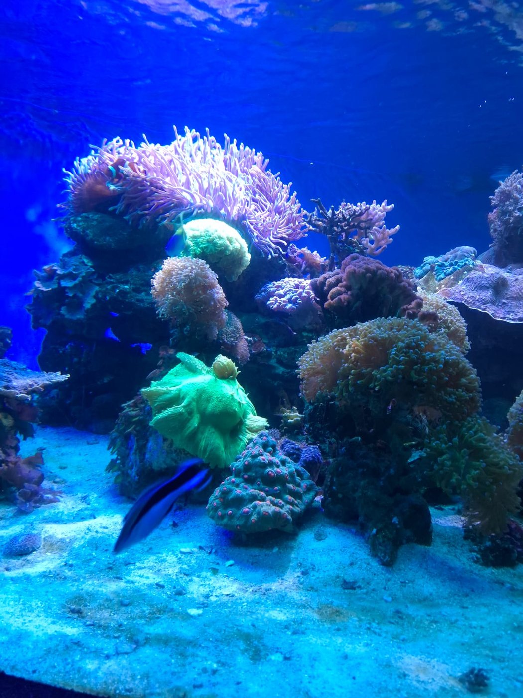 A colourful coral reef exhibit at the Two Oceans Aquarium