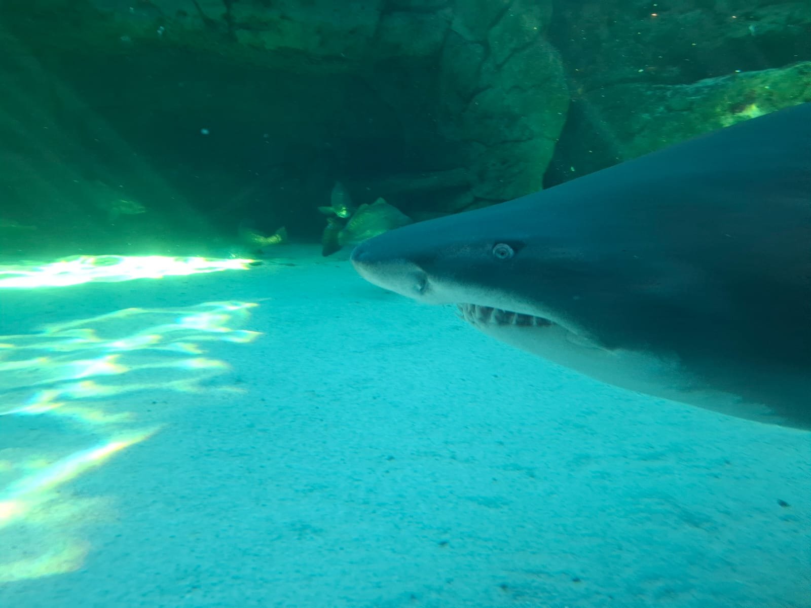 A ragged-tooth shark gliding over the sand at the Two Oceans Aquarium, Cape Town