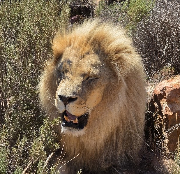 Lion at Aquila Safari, Route 62, Cape Town