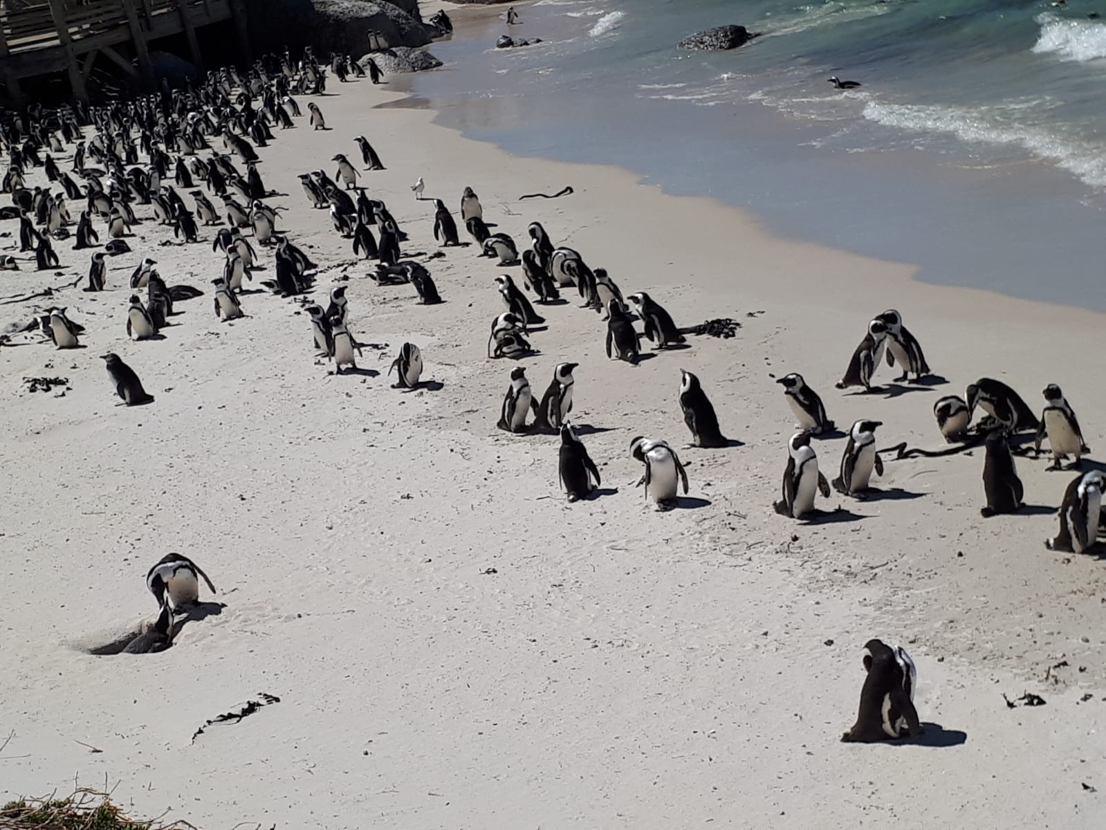 African penguin colony at Boulders Beach, Simon's Town