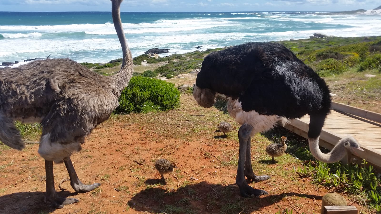 Wild ostriches with chicks at Cape Point, Atlantic coast