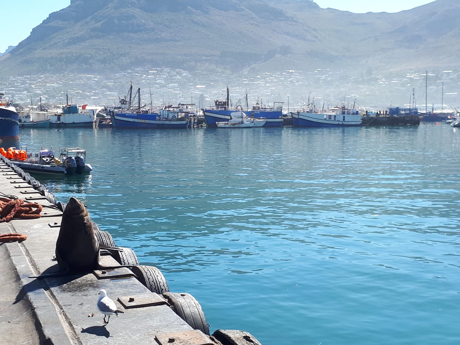 Hout Bay harbour fur seal and fishing boats