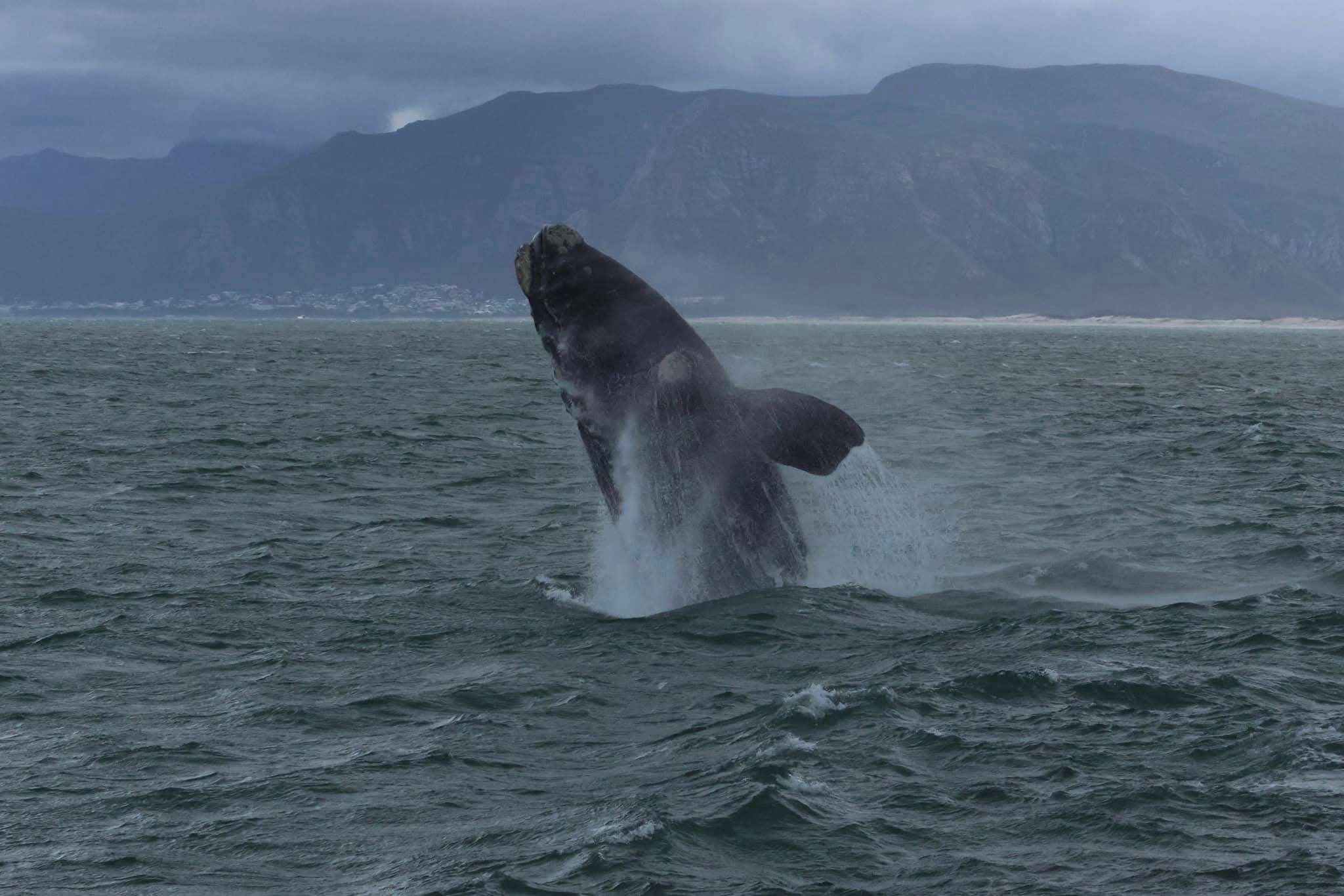 Southern right whale breaching in Walker Bay, Hermanus