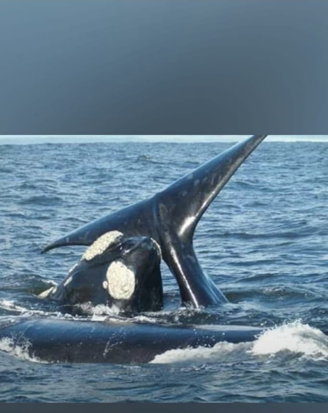Southern right whale tail Hermanus